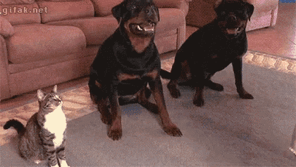 Dogs Cat GIF - Dogs Cat Dog GIFs