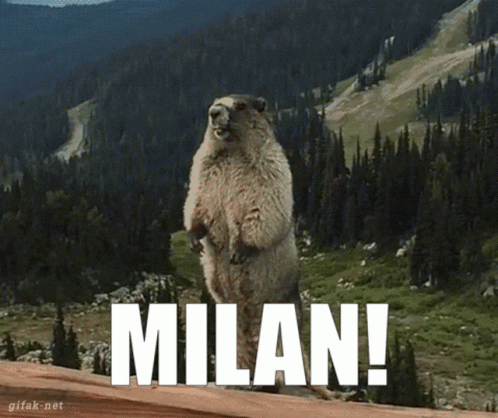 Milan Marmot GIF - Milan Marmot Calling Out GIFs