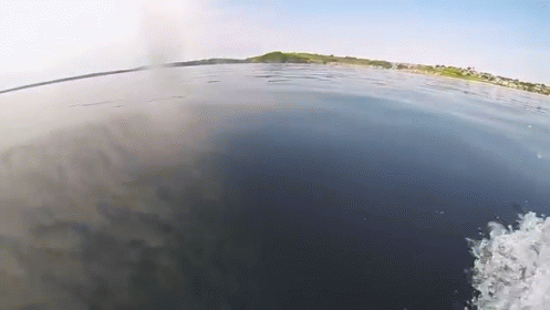 Dolphin Swims With Jetski GIF - Footage Jet Ski Dolphin GIFs