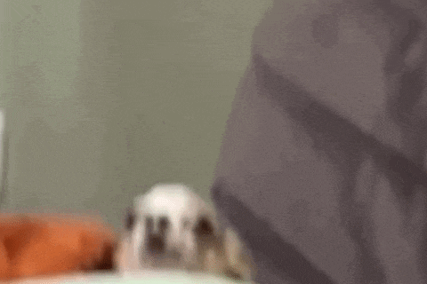 a small dog is laying on top of a bed with a blanket on it .