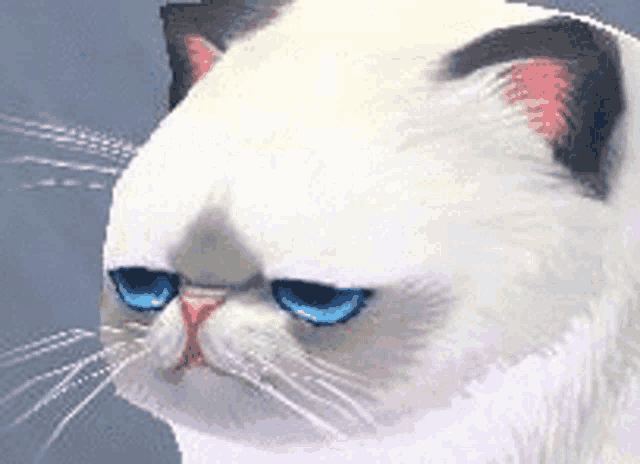 a white cat with blue eyes and a red nose is looking at the camera .
