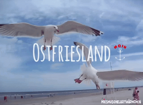 Miesmuschelartwurmchen Ostfriesland GIF - Miesmuschelartwurmchen Ostfriesland Plattdeutsch GIFs