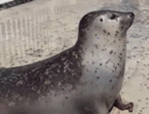 Turbo Seal Seal GIF - Turbo Seal Seal Turbo GIFs