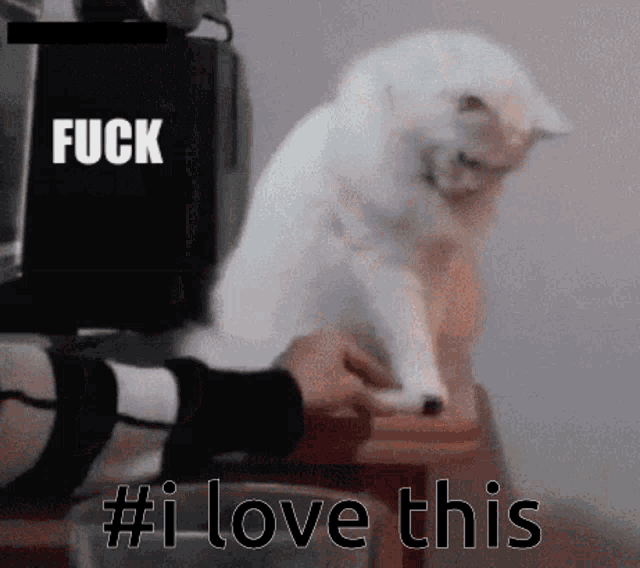 I Love This Fuck This Thing GIF - I Love This Fuck This Thing Cat GIFs