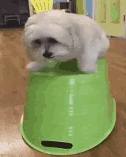 a small white dog is sitting on top of a green bucket on a wooden floor .