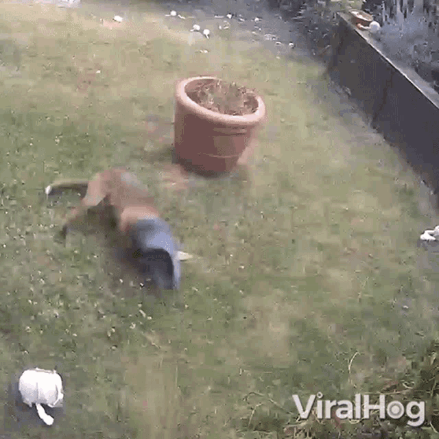 Playing Dog Viralhog GIF - Playing Dog Viralhog Throwing The Slippers GIFs
