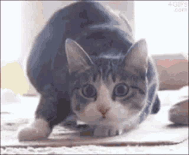 a gray and white cat is stretching on the floor .