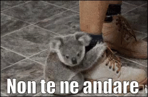 Koala GIF - Koala Non Te Ne Andare Dont Leave GIFs