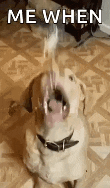 a dog is sitting on the floor with its mouth open and a stick in its mouth .