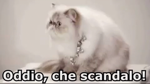 Scandalo Che Scandalo Oddio Gossip Pettegolezzo Gatto GIF - Scandal What A Scandal Oh My God GIFs