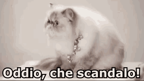 a cat is looking at the camera with the words `` oddio , che scandalo ! '' written below it .
