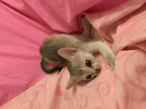 Singzpura Kitten Wrigles GIF - Singzpura Kitten Wrigles GIFs