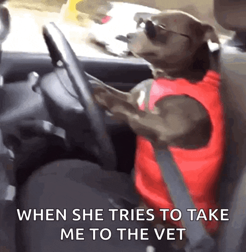 a dog in a red vest is driving a car with the caption when she tries to take me to the vet