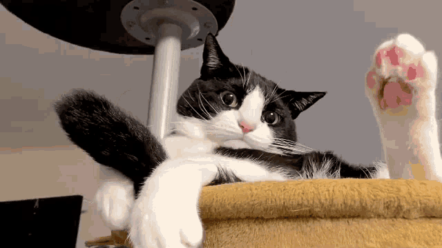 Ceb Cat Cat GIF - Ceb Cat Cat Cat Tail Wag GIFs