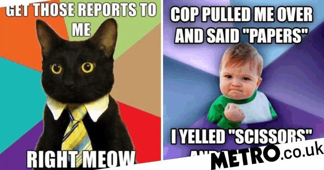 a picture of a cat and a picture of a baby with the caption " cop pulled me over and said papers "