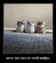 three cats are sitting next to each other on a keyboard with russian writing