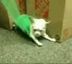 Cat Cute GIF - Cat Cute Roll Over GIFs