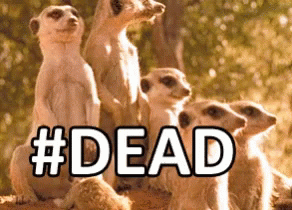 Meerkat Dead GIF - Meerkat Dead GIFs
