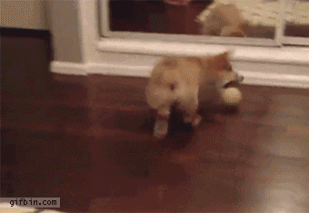 When You See It You Will... GIF - Dog Chase Ball GIFs