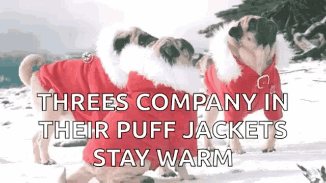 three pug dogs wearing red puff jackets in the snow