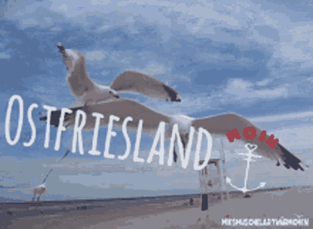 a seagull flying over a beach with the word ostfriesland written on it