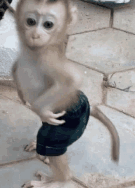 a baby monkey wearing shorts is standing on one leg on a sidewalk .