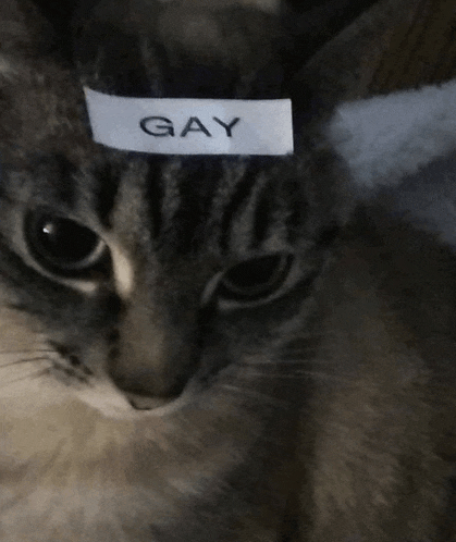 Cat Gay Meme