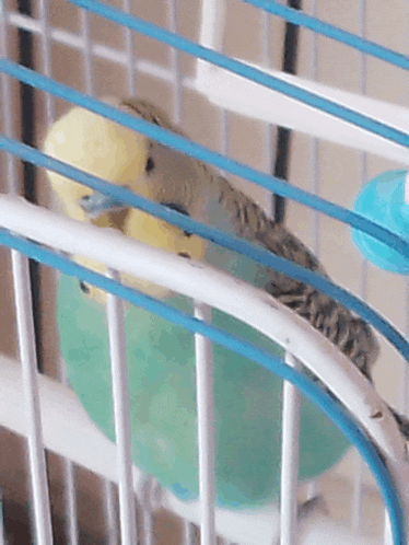 a small bird is sitting in a cage with a green object in it 's beak