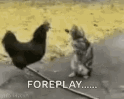 a man is kneeling down next to a chicken and a rabbit .