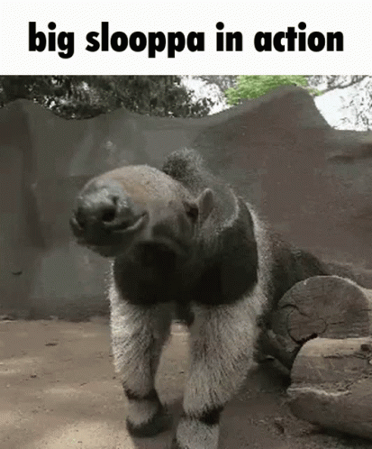 Big Slooppa Anteater GIF - Big Slooppa Anteater Fast GIFs