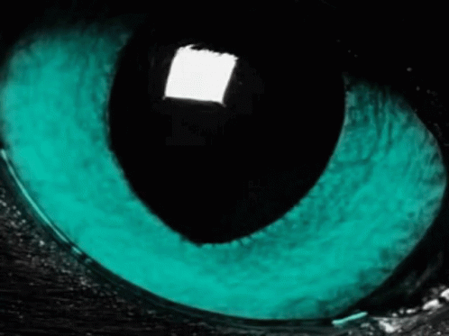 Cats Eyes GIF - Cats Eyes Animals GIFs