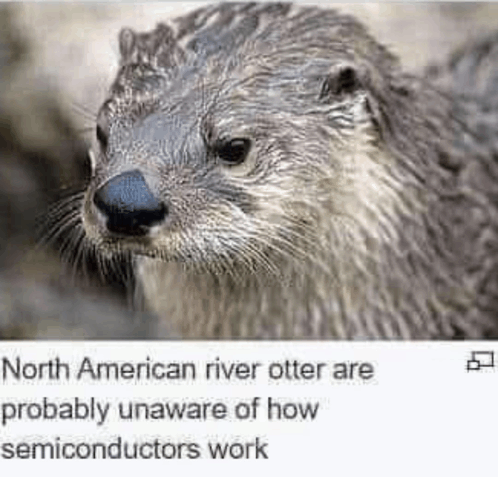 Otter Semiconductor GIF - Otter Semiconductor Obvious GIFs