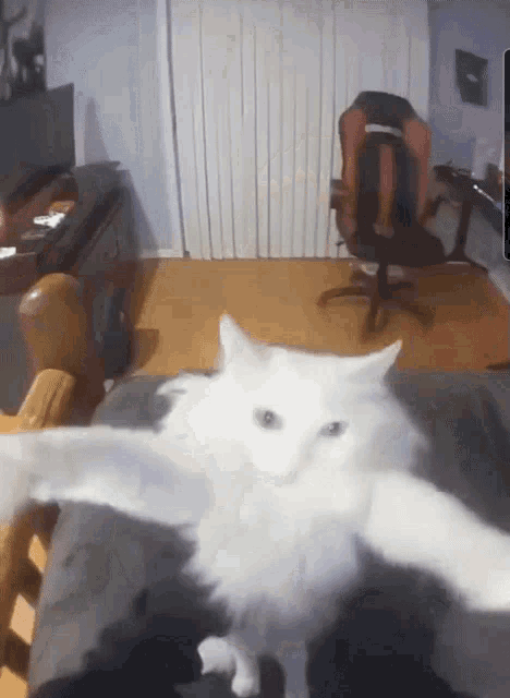 Cat Dance GIF - Cat Dance Cyclepath GIFs