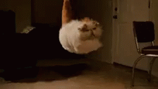 Cat Flying GIF - Cat Flying Blown Away Cat GIFs