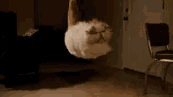 a white cat is jumping in the air in a dark room