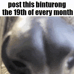 a picture of a dog with the words post this binturong the 19th of every month on it