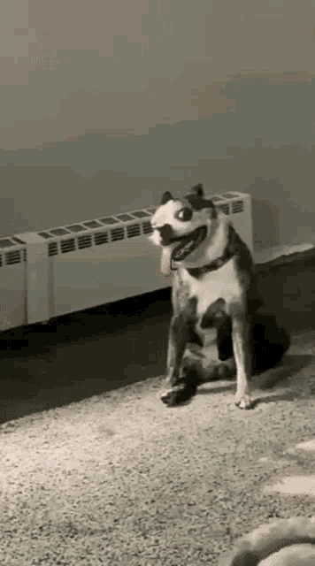 Perro Tonto GIF - Perro Tonto Dog GIFs