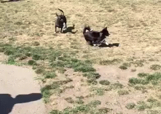 Wolfie Runs GIF - Dog Chihuahua GIFs
