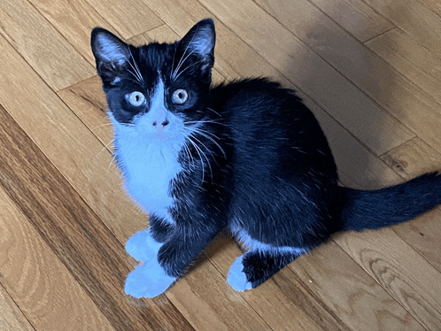 a black and white cat with blue eyes is sitting on a wooden floor