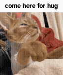 a cat is sitting on a person 's lap with the words come here for hug written on the bottom .
