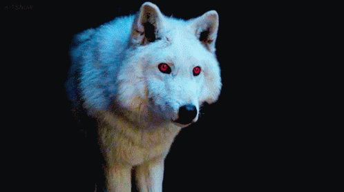 Ghost Wolf GIF - Ghost Wolf Ghost Wolf GIFs