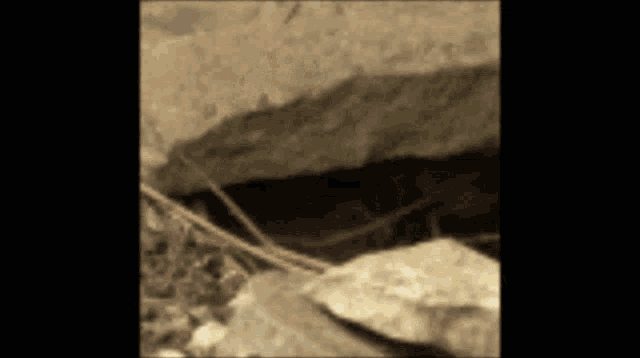 a blurred image of a rock with a snake crawling out of it