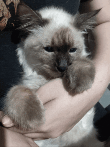 a person is holding a cat in their arms