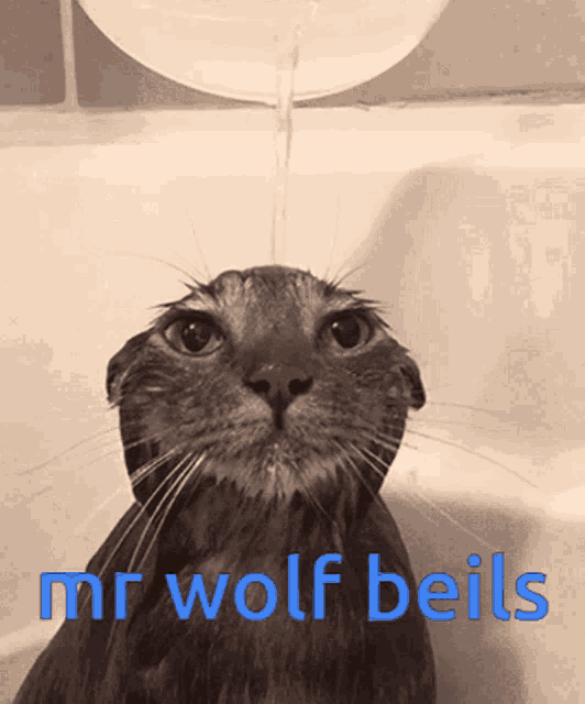 a cat is taking a bath with the words mr wolf beils written below it