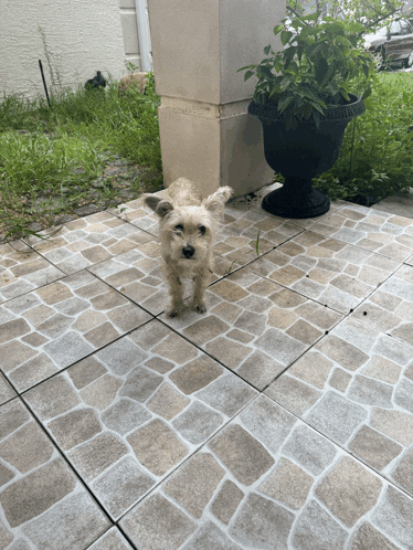 a small dog standing on a tiled floor next to a plant