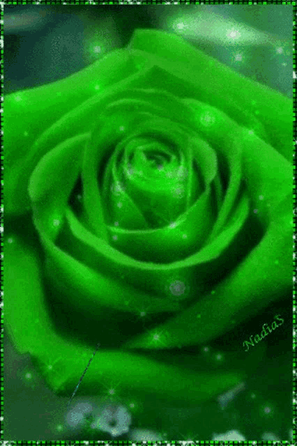 a green rose with the name nadia written on it