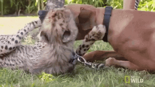 a cheetah and a dog are playing with each other on the grass .