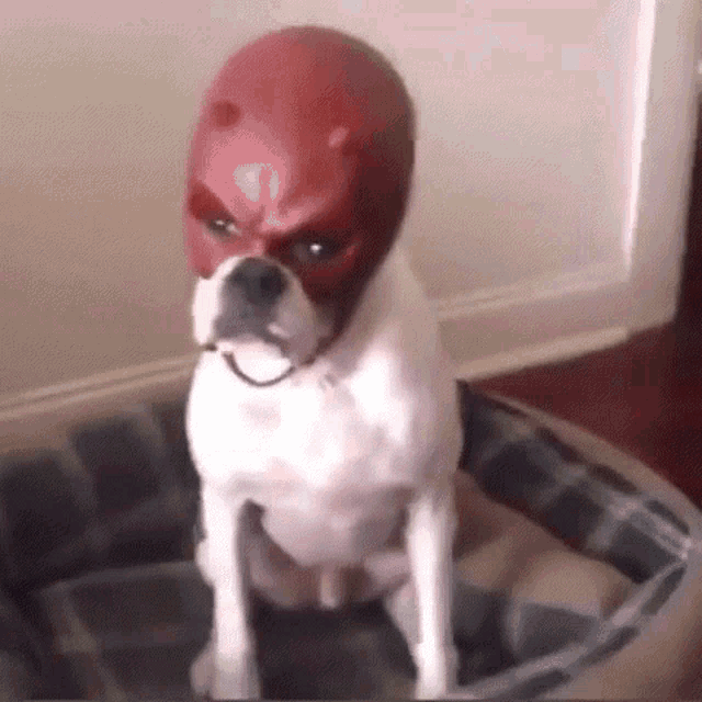 a small white dog wearing a red devil mask is sitting in a dog bed .