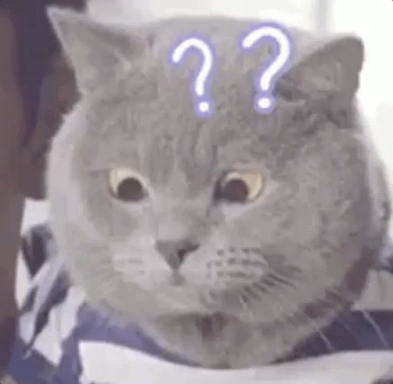 Prova De Matemática / Gato / Confuso  / Confusa / GIF - Gato Math Test What GIFs