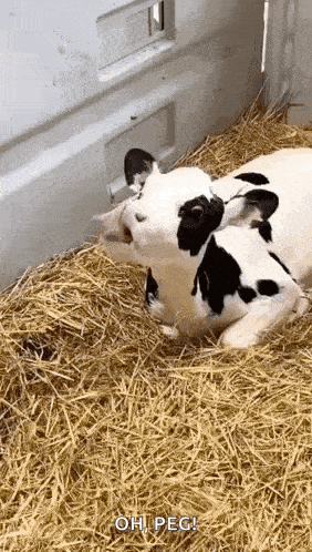 a black and white cow is laying on a pile of hay in a cage .